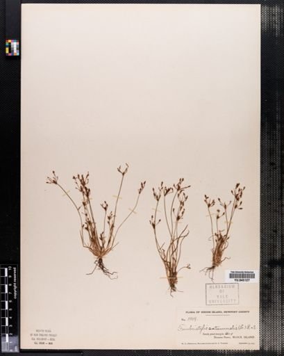 Fimbristylis autumnalis
