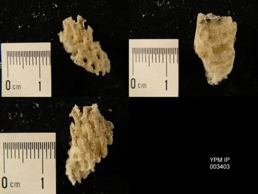 Ventriculites radiatus