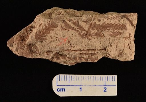Cladophlebis sp.