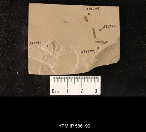 undet. Staphylinidae