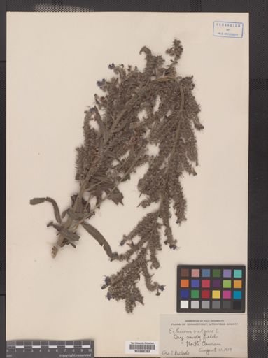 Echium vulgare
