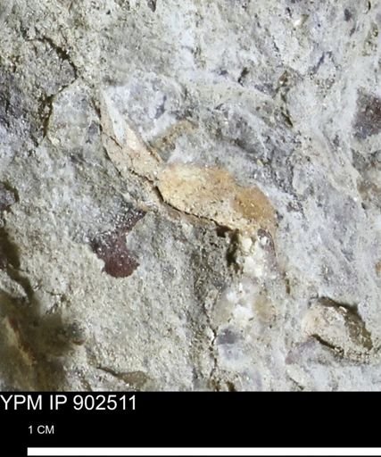 undet. Mollusca