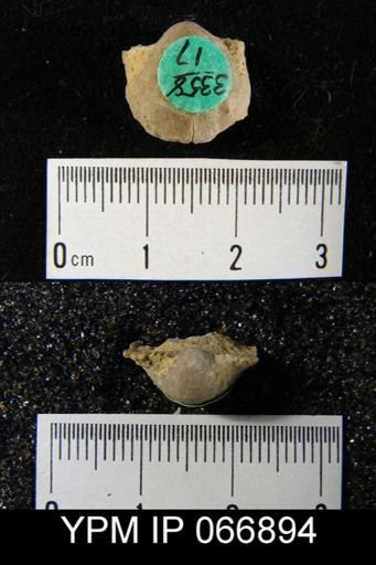 Productella hallana