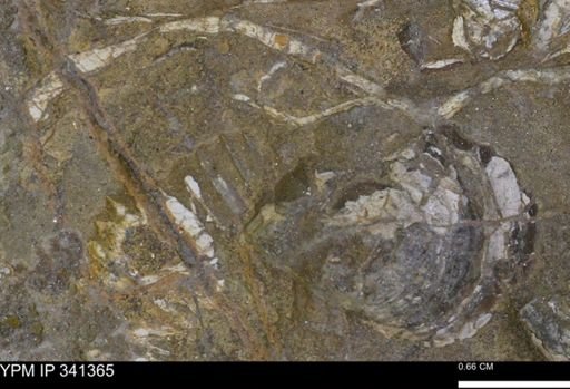 Scaphites sp.