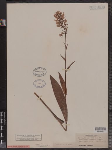 Habenaria psycodes