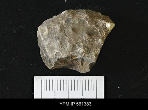 Scaphites sp.