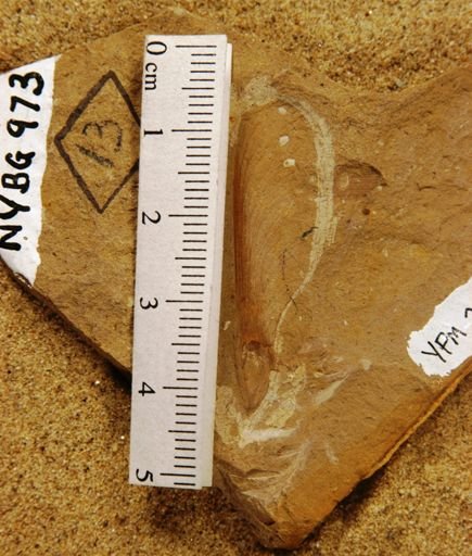 Sequoia affinis