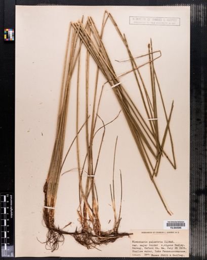 Eleocharis palustris