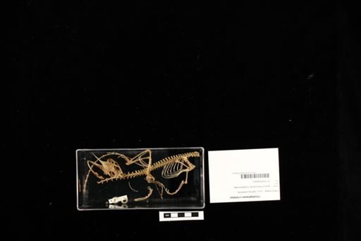 Corytophanes cristatus
