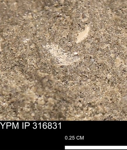 undet. Mollusca