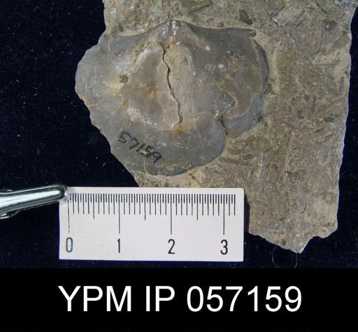 Brachyprion purduei
