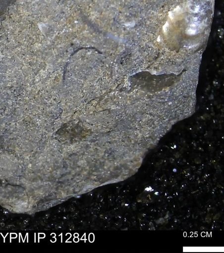 undet. Bivalvia