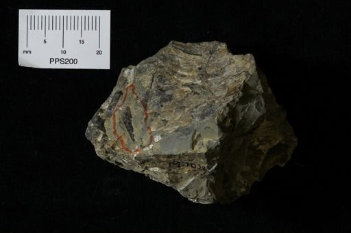 Baculites sp.