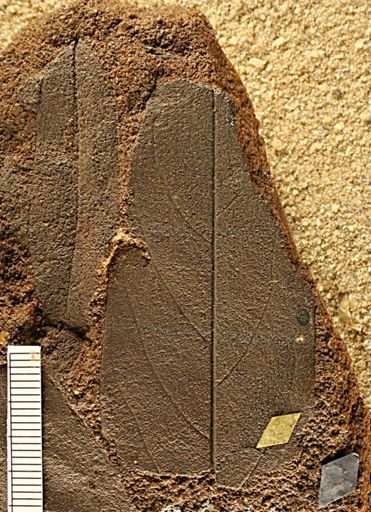 Angiospermopsida