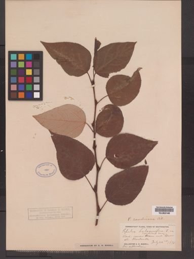 Populus balsamifera