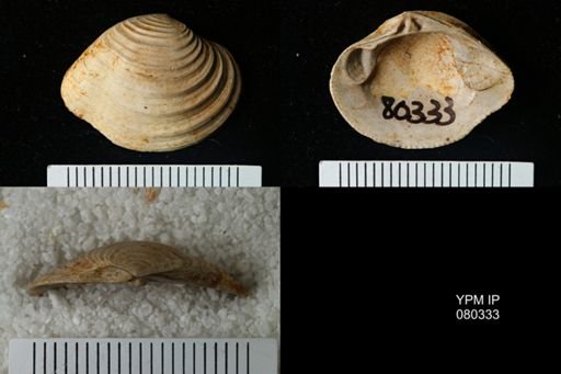 Lirodiscus tellinoides