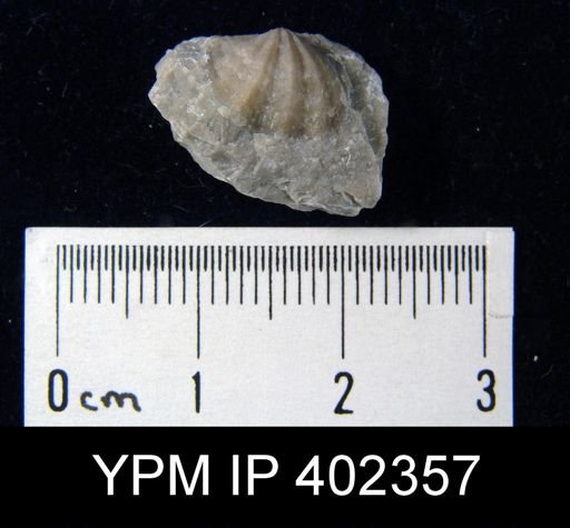 Apheoorthis sp.