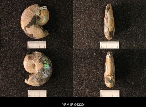 Hoploscaphites nicolletii