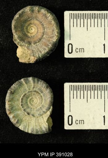 Amphiscapha catilloides