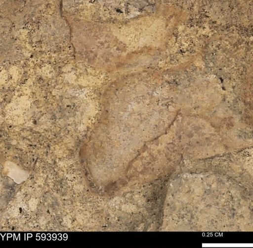 undet. Mollusca