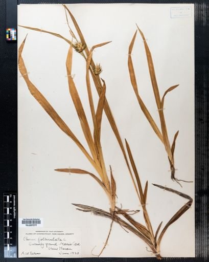 Carex folliculata