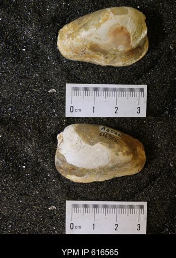 Corbicula?