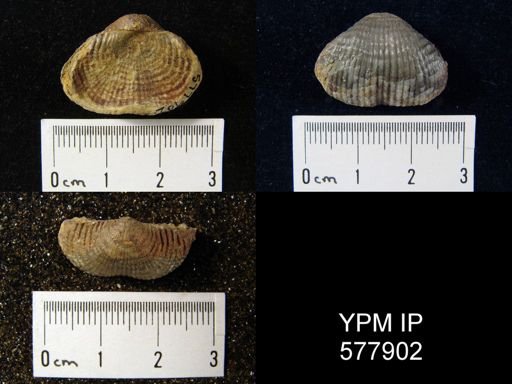 Marginifera lasallensis