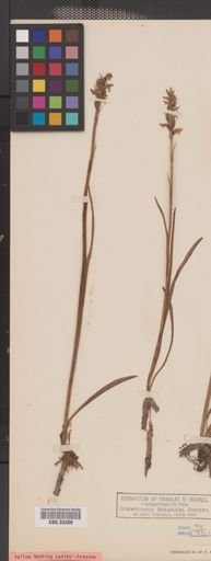 Spiranthes ochroleuca
