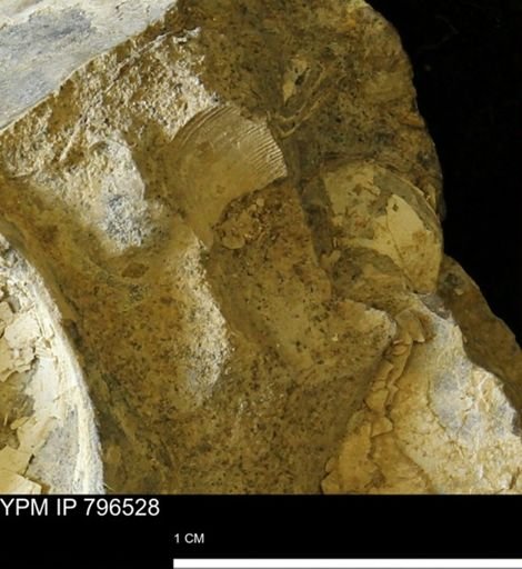 undet. Mollusca