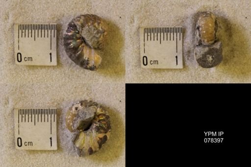 undet. Scaphitidae