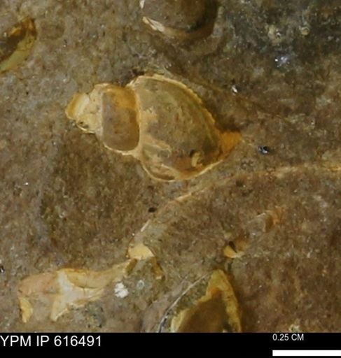 undet. Gastropoda