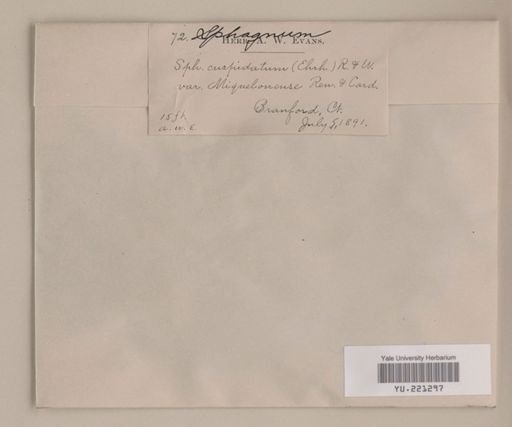 Sphagnum cuspidatum