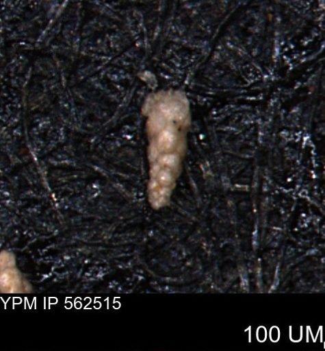 Verneuilina canadensis