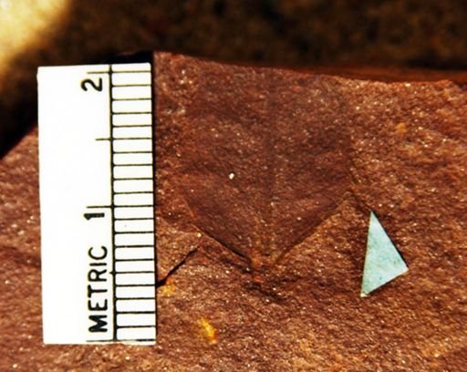 Leguminosites convolutus
