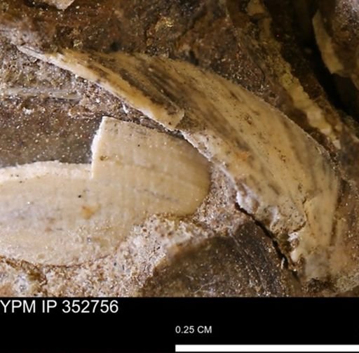 undet. Mollusca