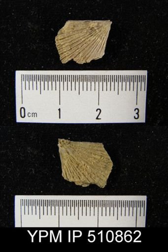 Strophodonta?