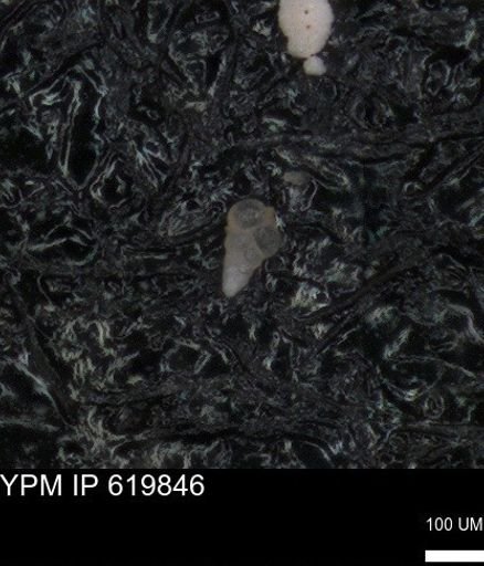 undet. Heterohelicidae