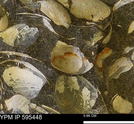 Protocardia sp.