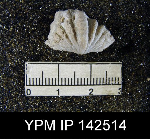 Spiriferina cristata