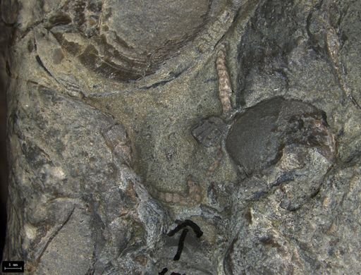 Aplocoma damesii