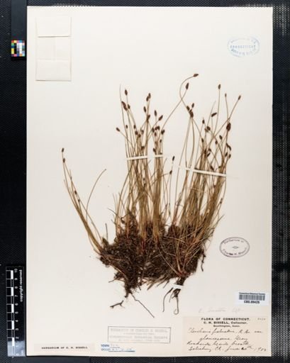 Eleocharis palustris