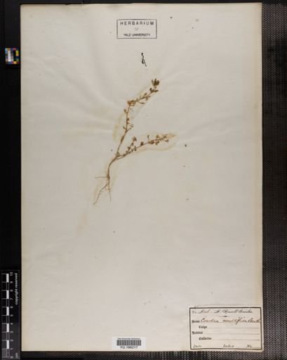 Plantae