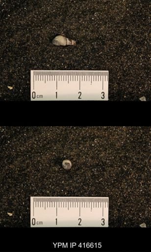 Meekospira peracuta