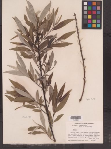 Salix
