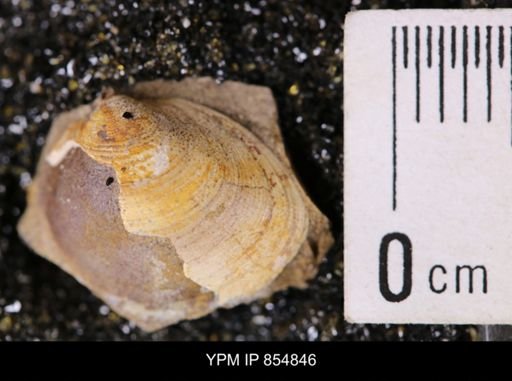 Limopsis striatopunctatus
