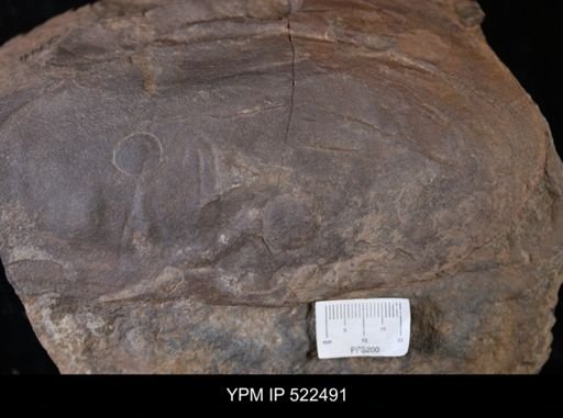 undet. Arthropoda