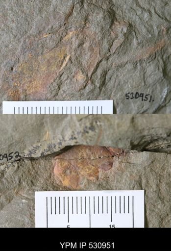 Porifera