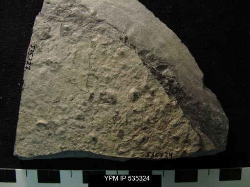 undet. Ostracoda