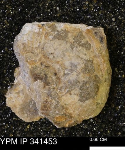 Scaphites sp.