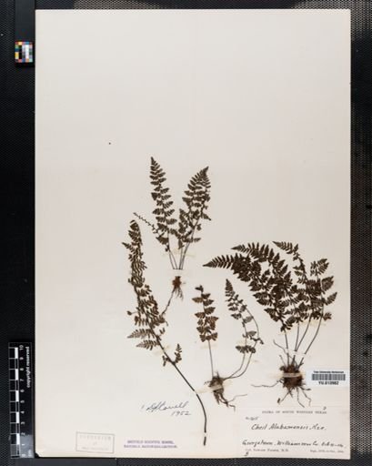 Cheilanthes